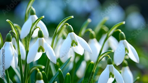 Close up of delicate white snowdrop flowers blooming in sunlight