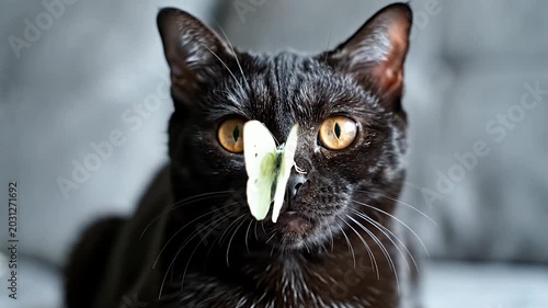 Black cat with butterfly on its face close up shot