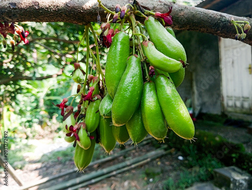 Tableau sur toile close up photo of star fruit, vegetables look fresh, fruit for cooking spices