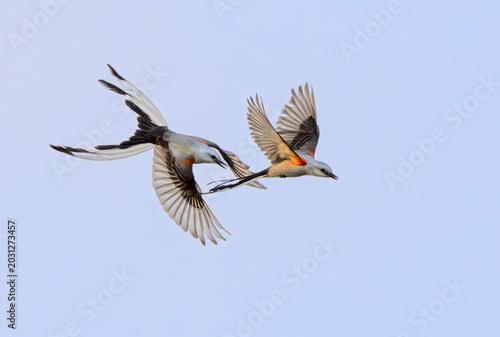 Scissor-tailed flycatchers (Tyrannus forficatus) chasing in the air, Galveston, texas, USA.