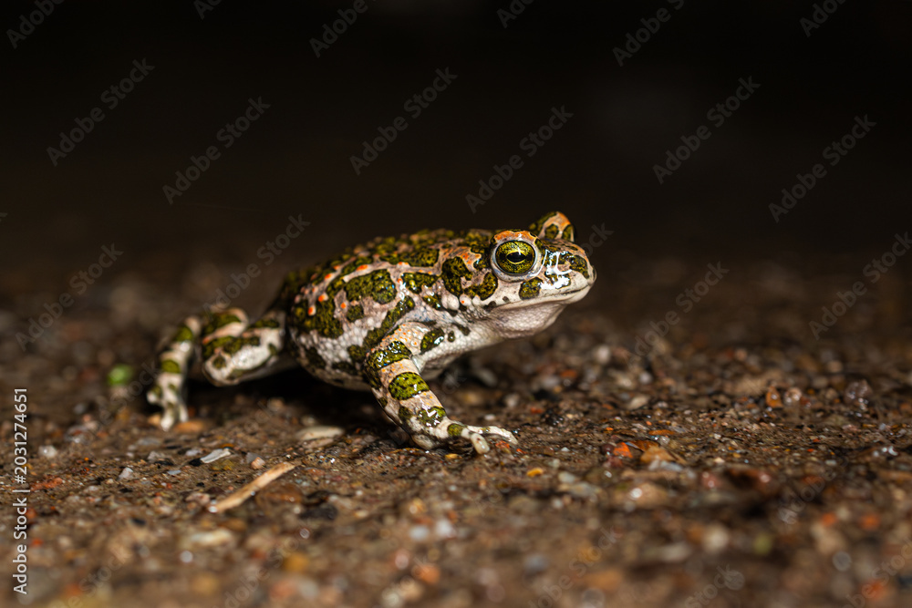 Obraz premium Wechselkröte (Bufotes viridis)BODY: Canon R5ii LENS: Canon RF 35mm 1.8 macro