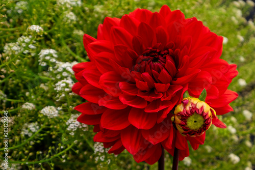 Bild auf Leinwand A large red dahlia flower growing in a perennial garden with delicate white baby's breath
