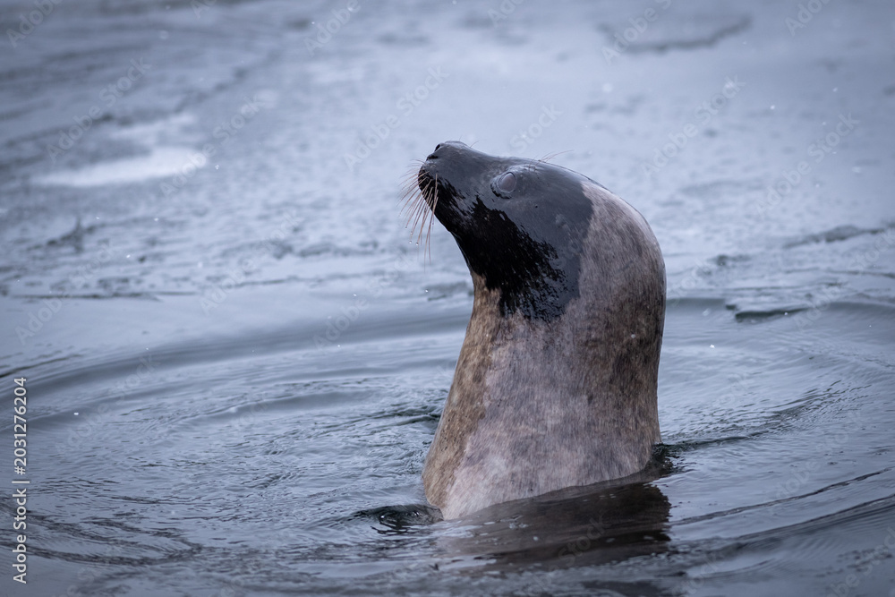 Naklejka premium An adult harp seal swims with its head out of the frigid Atlantic Ocean. The animal has long whiskers, dark eyes, a grey fur coat, and a heart shaped nose. The side view of the seal shows no ears.