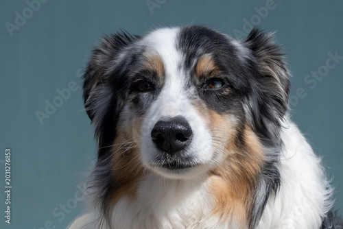 Fotografía A close-up of an Australian shepherd puppy or Aussie with its mouth closed, staring forward intensely