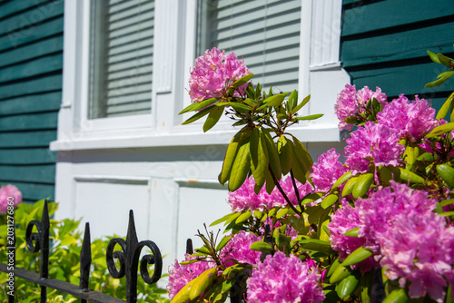 Bright pink azalea flowers with simple narrow, green leaves. The shrub is in front of a teal green exterior wall of a residential house behind a black metal fence. The clapboard siding wall is narrow.