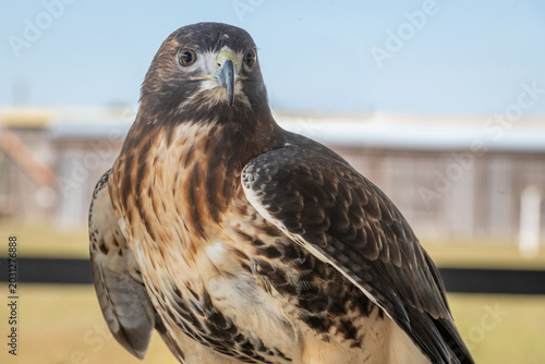 Canvas Print An adult red-tailed hawk perched on grass