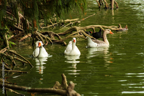 Valokuva Some white ducks in a lake in Barigui Park, in the city of Curitiba, capital of the state of Paraná, southern Brazil