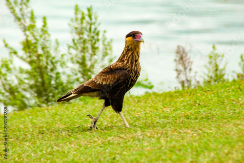 Bild auf Leinwand The Roadside Hawk, scientifically known as Rupornis magnirostris, is predominant in Brazil, occurring throughout the national territory, including in Curitiba, Pará, and southern Brazil