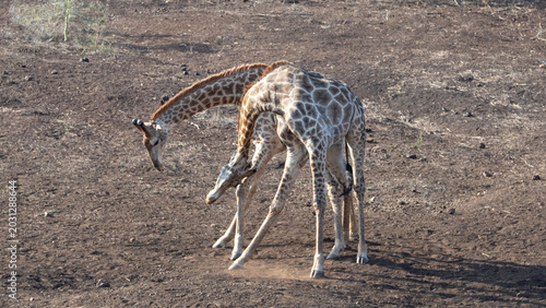 Canvas Print Young male giraffes fighting for dominance in Kruger National Park in South Afri