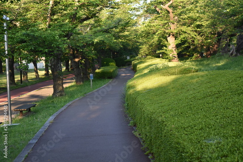 Curved Park Path Surrounded by Vibrant Summer Greenery