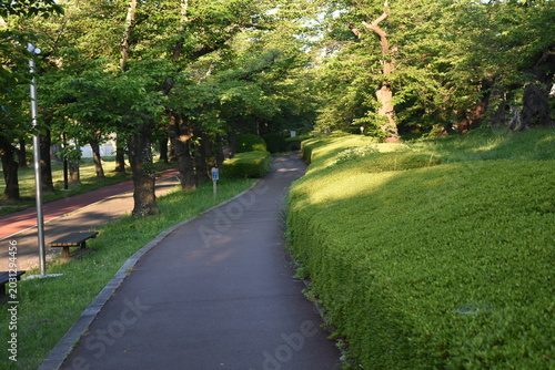 Beautiful Green Walking Path in a Serene Park