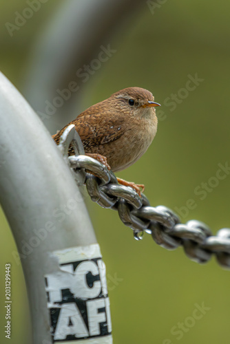Zaunkönig (Troglodytes troglodytes) 