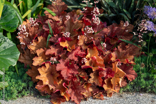 Bild auf Leinwand A vibrant Heuchera plant featuring striking bronze and red foliage