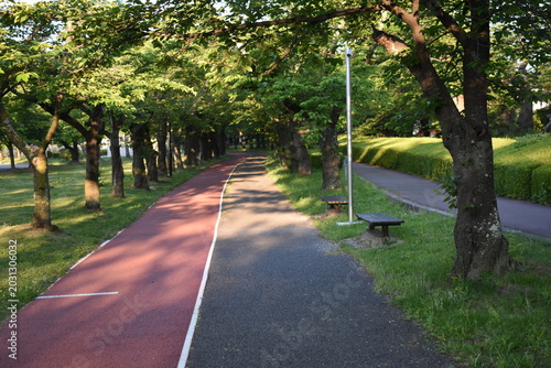 Tree-Lined Walking Path in a Green Park on a Sunny Morning