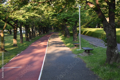 Tree-Lined Walking Path in a Green Park on a Sunny Morning