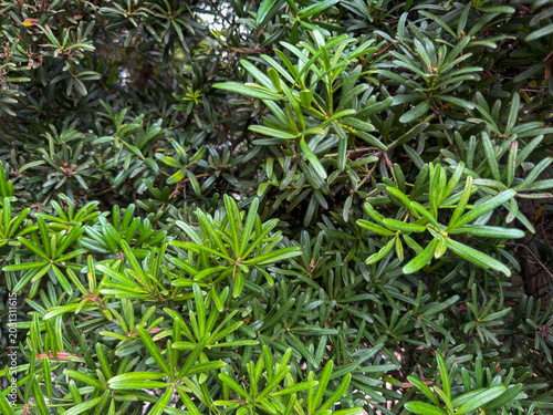 Quadro em tela A close-up shot shows a dense thicket of vibrant green podocarpus leaves