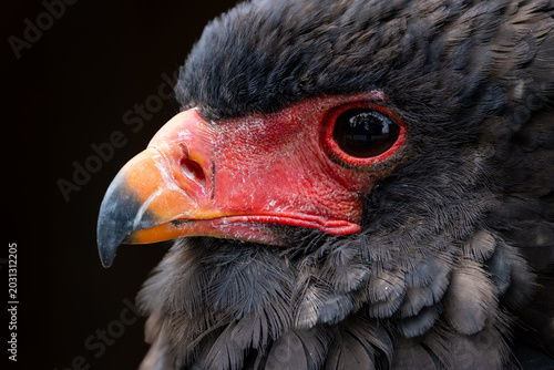 View of a Bateleur eagle showing its distinctive red facial skin and orange beak in profile against a dark background Selestat, Grand Est, France.
