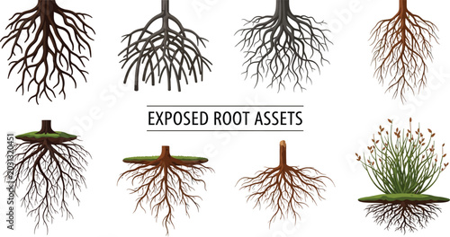 Quadro su tela A collection of eight digital illustrations showing various tree and plant root