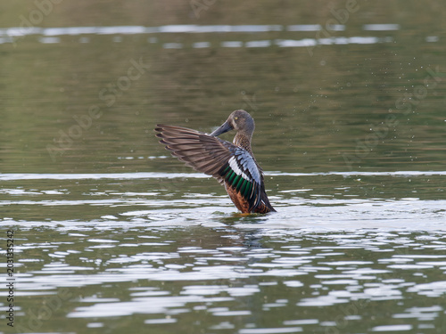 Bild auf Leinwand Australasian shoveler (Spatula rhynchotis) display during mating season on an inland reservoir