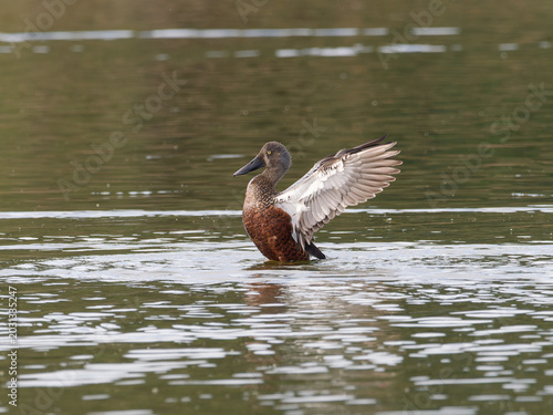 Foto Australasian shoveler (Spatula rhynchotis) display during mating season on an inland reservoir