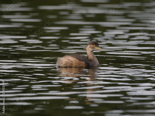 Fotografi Australasian Grebe (Tachybaptus novaehollandiae) swimming alone in a brackish la