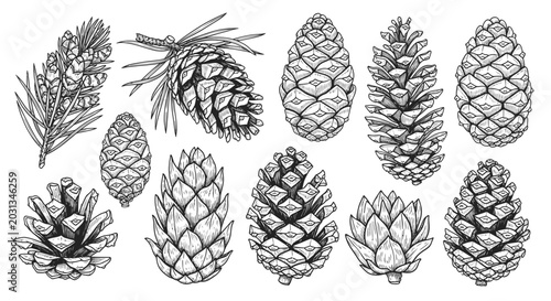 Foto Collection of Hand-Drawn Pine Cones and Pine Needles Sketch