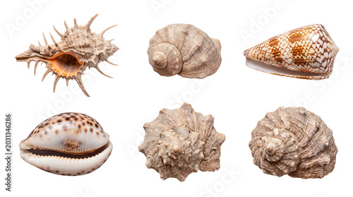 Photos Natural seashells, including conch and spiral forms, with distinct textures, isolated on a transparent background