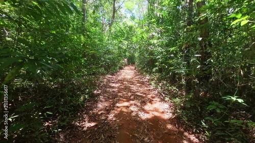 Wide angle shot of a sunny forest walkway surrounded by tropical trees, bushes, and green leaves.