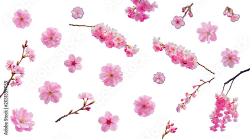 Foto Delicate pink cherry blossoms and branches, artfully arranged on a transparent background for spring designs