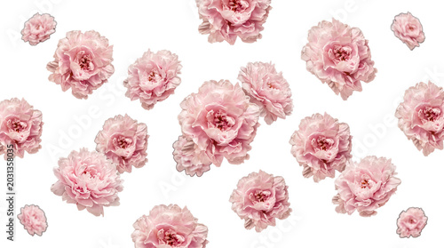 Photos Beautiful delicate light pink ruffled flowers, resembling carnations, scattered on a transparent background