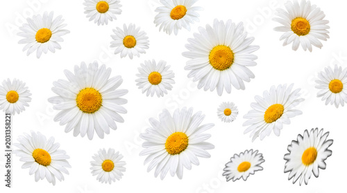 Photos An abundance of charming white daisies with vivid yellow centers, beautifully spread out on transparent background