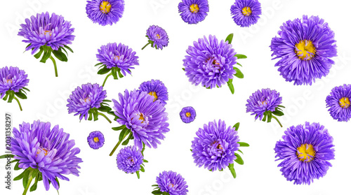 Fotografie Beautiful purple aster flowers in full bloom are gracefully scattered, isolated on a transparent background