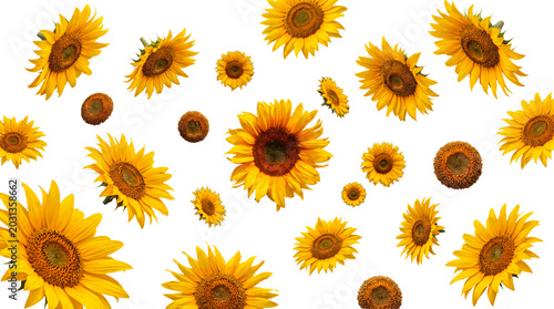 Fotografija Bright yellow sunflower heads and seeds gracefully falling, isolated photograph on transparent background