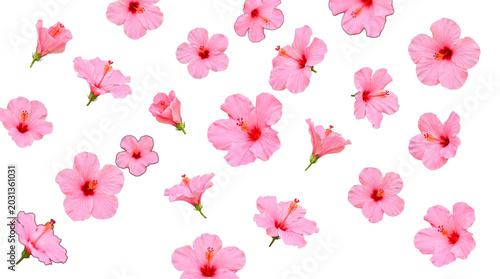 Canvas Print Beautiful pink hibiscus blooms gracefully falling, scattered across a transparent background