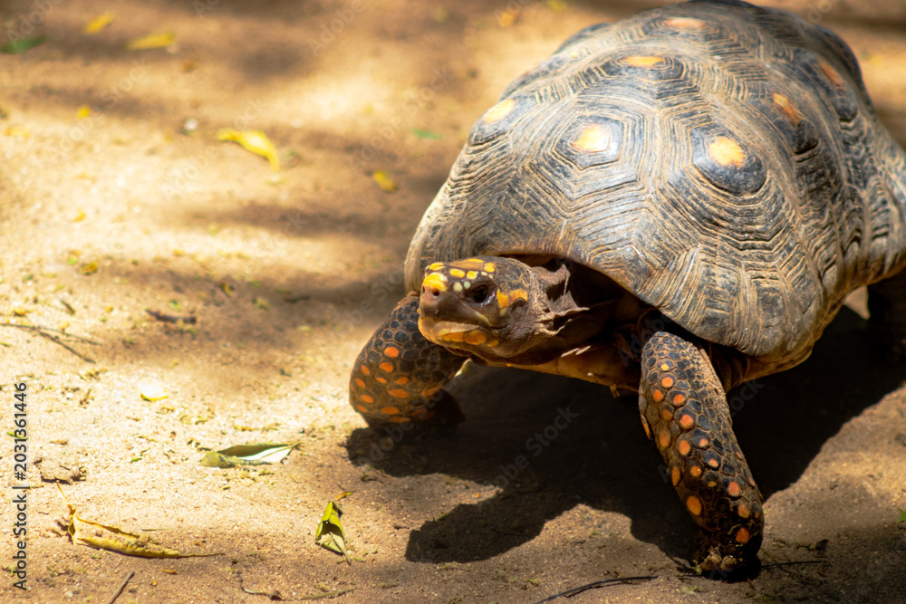 Obraz premium Red-Footed Tortoise Walking on Sandy Ground