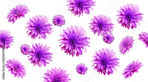 Cuadro en lienzo Abundant and richly detailed purple dahlia blooms densely scattered against a clean transparent background