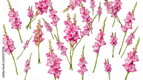 Fotografía Elegant pink gladiolus flower stalks with lush green leaves, delicate and vibrant, isolated on a transparent background