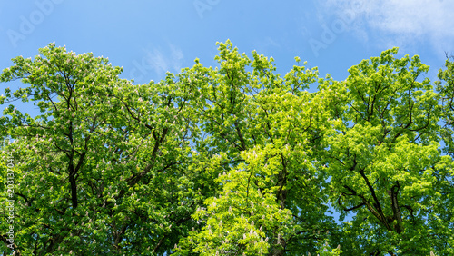 Photos Chestnut Tree Canopy with Flowers Under Clear Sky