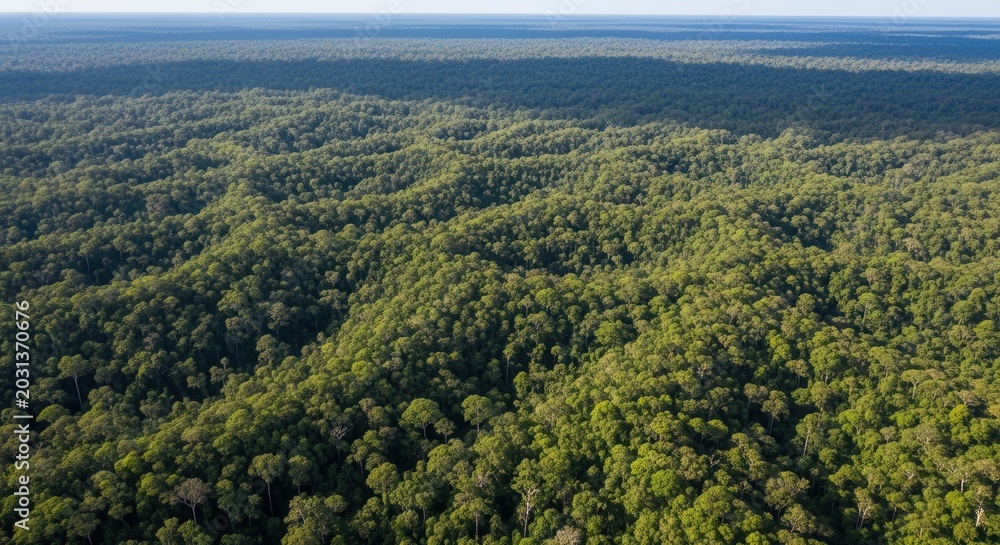 Fototapeta premium Aerial View Of Lush Green Forest Landscape From Above