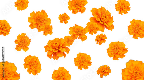 Foto Scattered vibrant orange marigold flowers with lush petals isolated on a transparent background for design