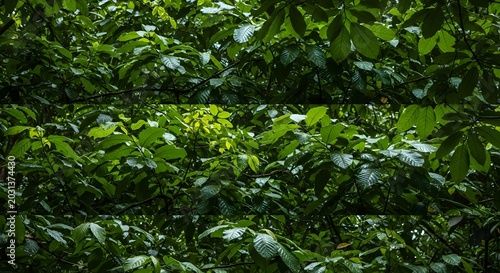 green leaves background