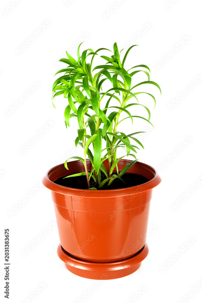 Fototapeta premium indoor lily in a brown pot isolated on a white background front view