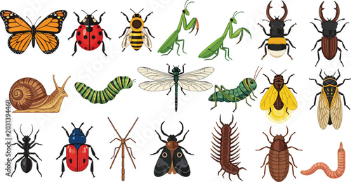 Cuadro en lienzo Detailed Garden Insect and Bug Vector Set Featuring Butterfly Ladybug Bee Prayin