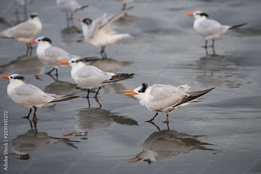 Obraz premium Seabirds resting on wet shoreline. Seabirds standing near gentle waves. Seabirds reflected on calm beach water. Seabirds gathered along quiet coast.