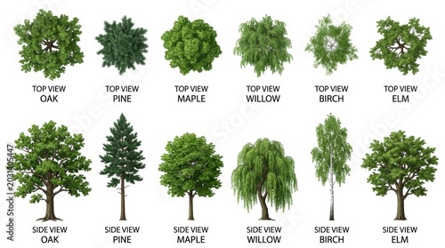 Collection of 12 architectural tree assets, top view and side view tree species including oak pine and maple, landscape design plan symbols