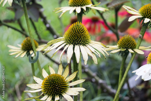 Foto Beautiful coneflowers (echinacea purpurea).