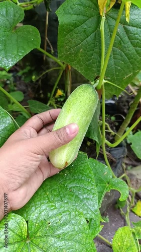 Cucumber Growing on Vines with Green Fruit in Garden Setting