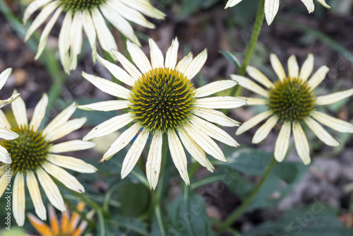 Photos Beautiful coneflowers (echinacea purpurea).