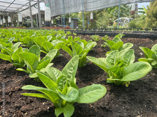 Fresh organic butterhead lettuce growing in a garden bed, green leafy vegetables in natural sunlight, healthy farm produce concept.