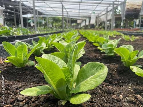 Fotografija Fresh organic butterhead lettuce growing in a garden bed, green leafy vegetables in natural sunlight, healthy farm produce concept